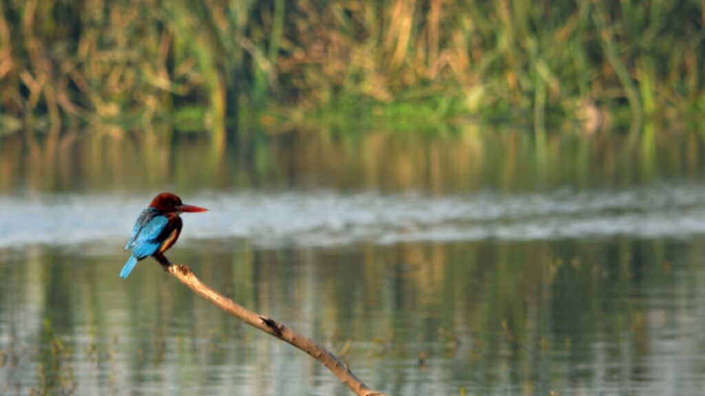 a blue and red bird sitting on a branch with the Yamuna marshland in the background