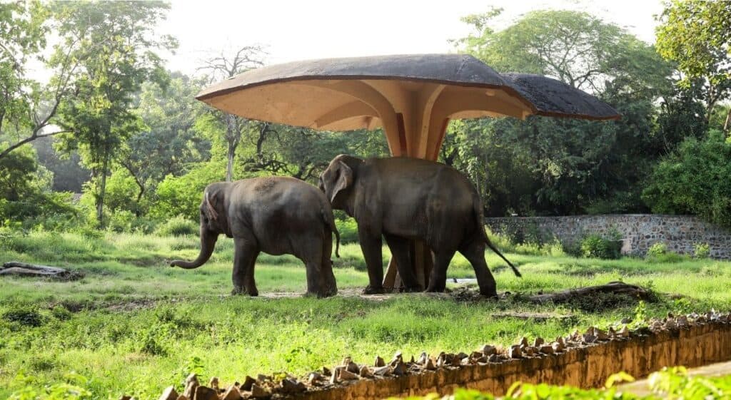 Two elephants under a canopy in the National Zoological Park, one of the best things to do with kids in Delhi