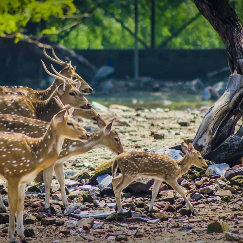 4 deer and 1 fawn in Deer Park, Delhi