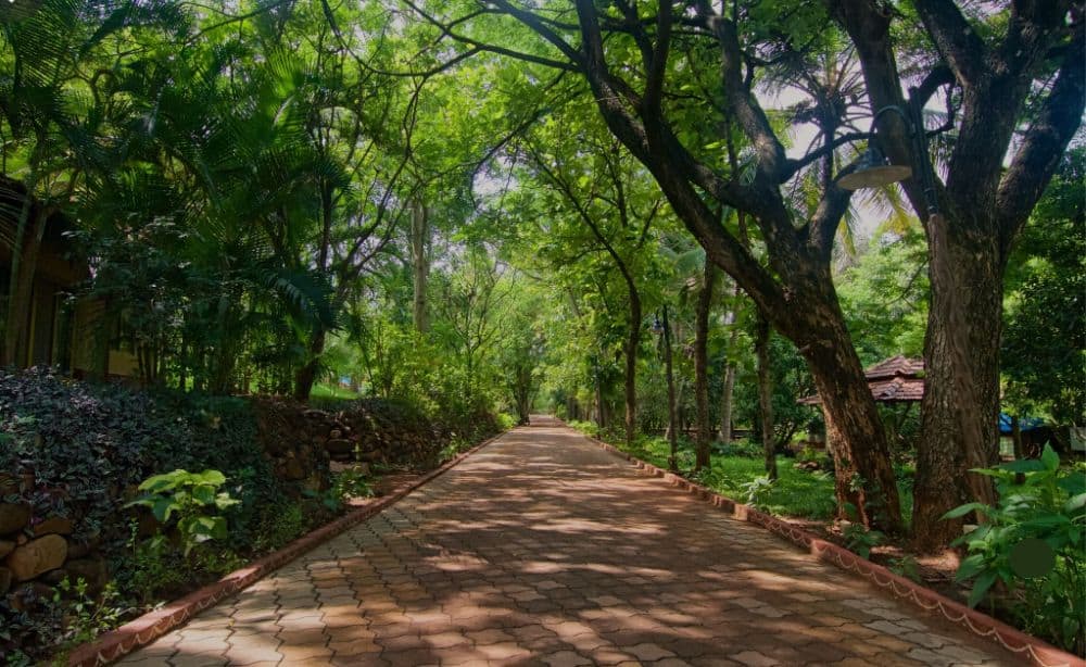 A wide walking path with lots of dense foliage on both sides / Where to Go in Delhi With Your Dog - The Ultimate Guide