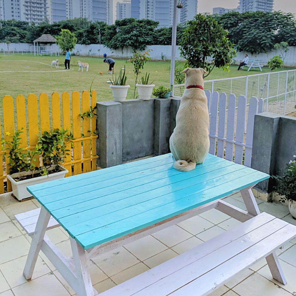 A golden lab sitting on a blue picnic table looking at field with dogs playing / Where to Go in Delhi With Your Dog - The Ultimate Guide
