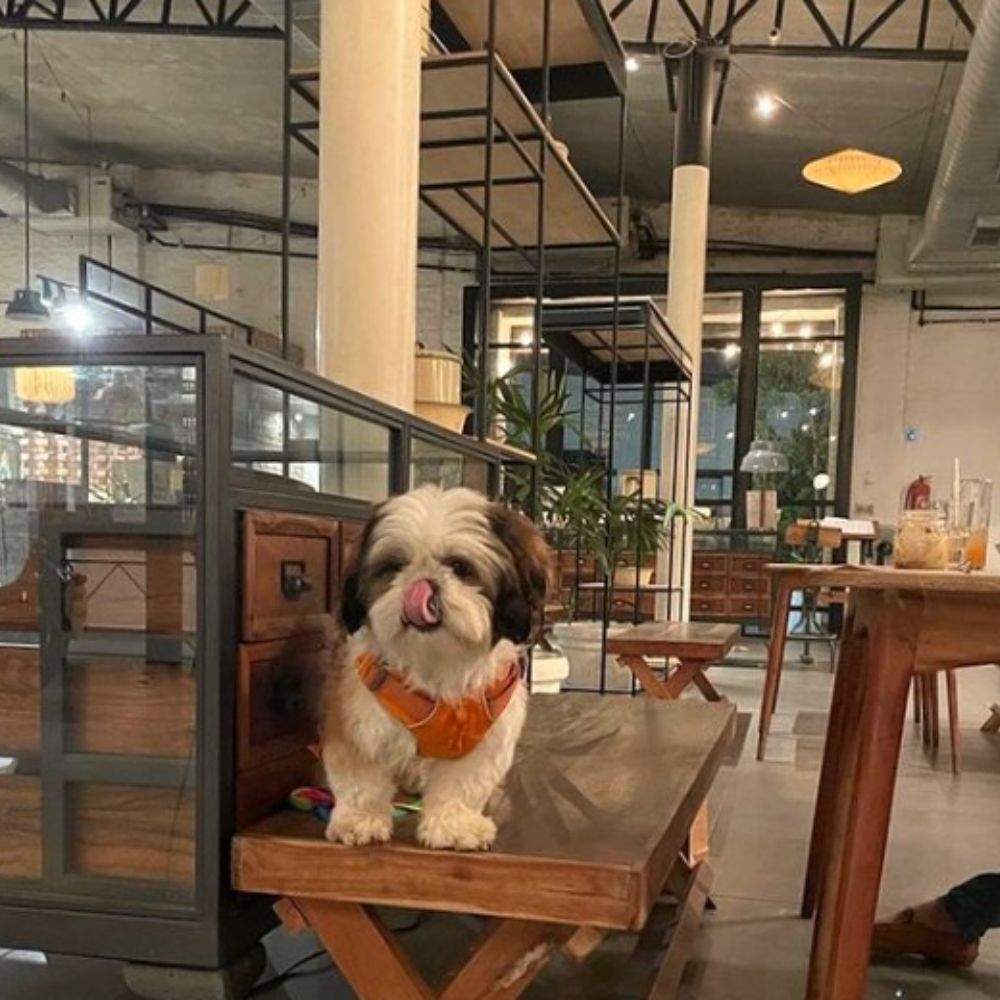 A shih tzu sitting ona wooden bench licking his chops inside Cafe Dori / Where to Go in Delhi With Your Dog - The Ultimate Guide