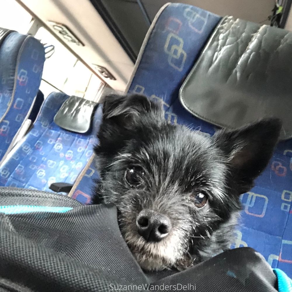 Close up of my small black dog Watson in his carrier on a bus seat / Where to Go in Delhi With Your Dog - The Ultimate Guide