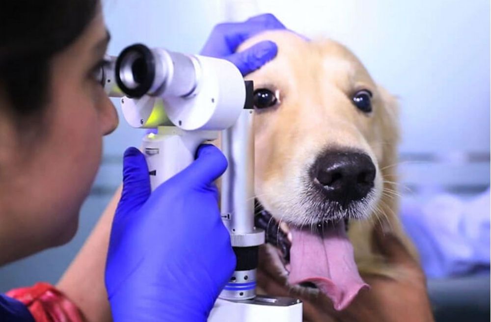 Golden retriever having his eye examined by a vet / Where to Go in Delhi With Your Dog - The Ultimate Guide
