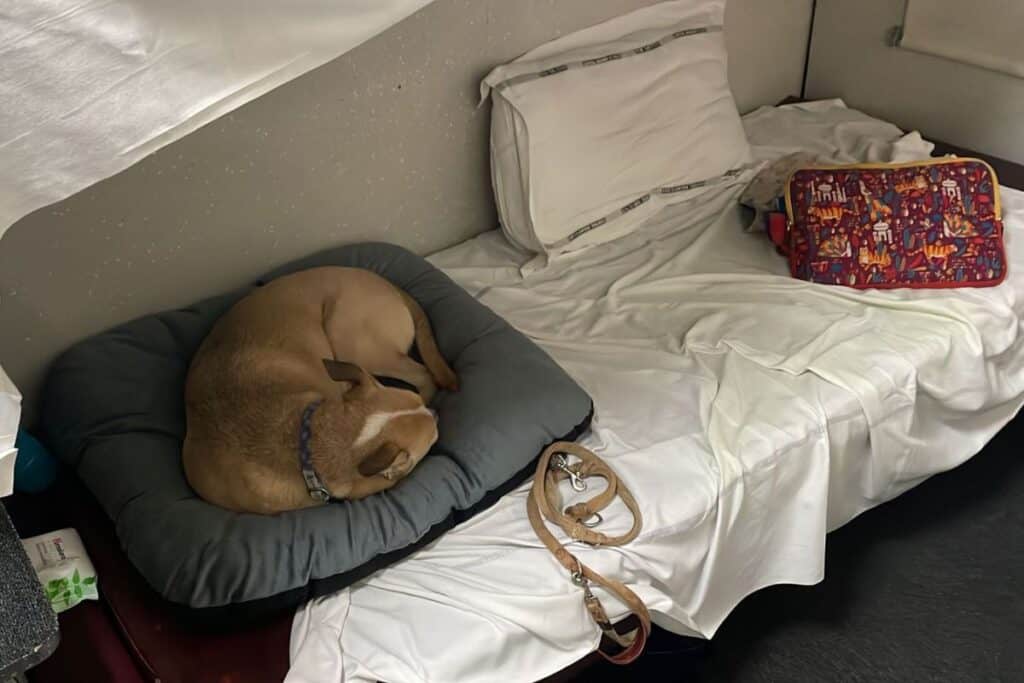 a dog curled up on his bed on top of the bottom bunk in a train compartment in India