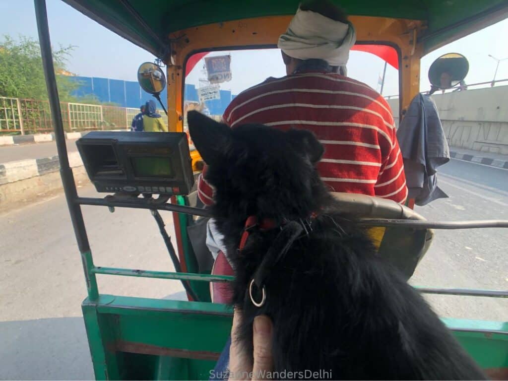 little black dog riding in an auto rickshaw -dogs can go in these in Delhi