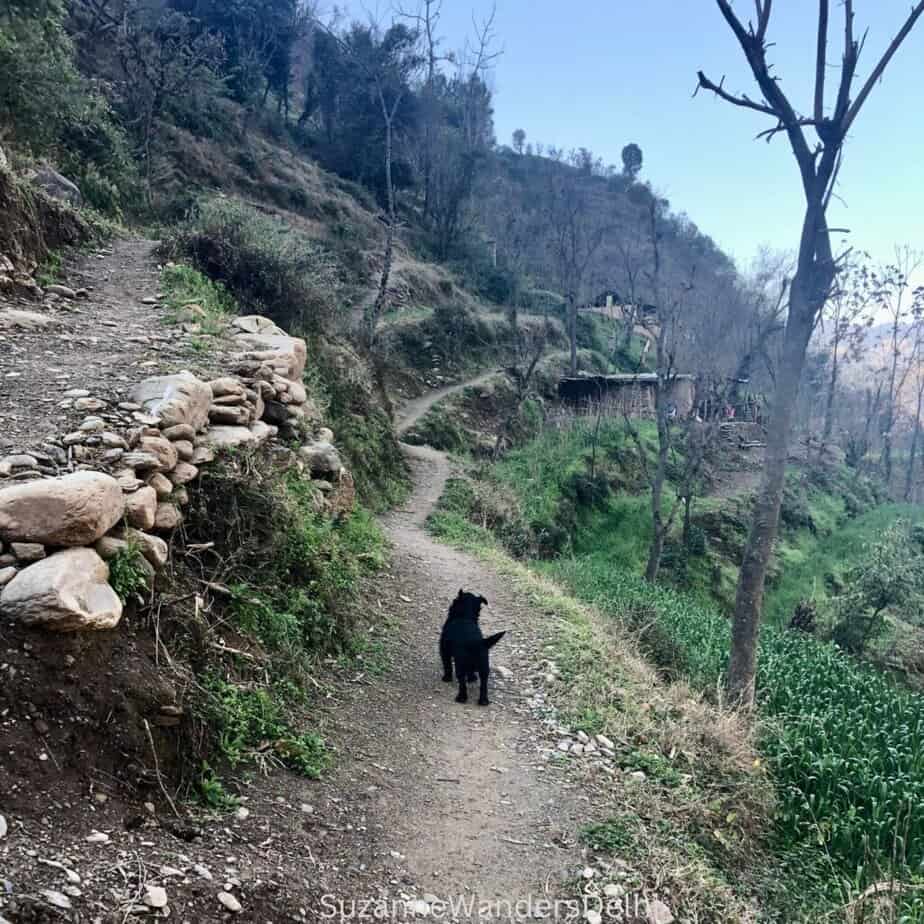 Small black dog walking up terraced cow paths on mountain side