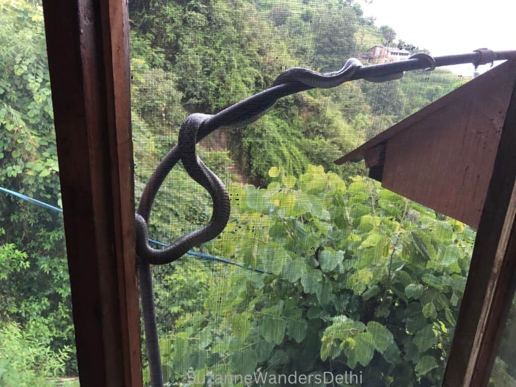 Large black snake wrapped around an exterior pole with mountain greenery in background