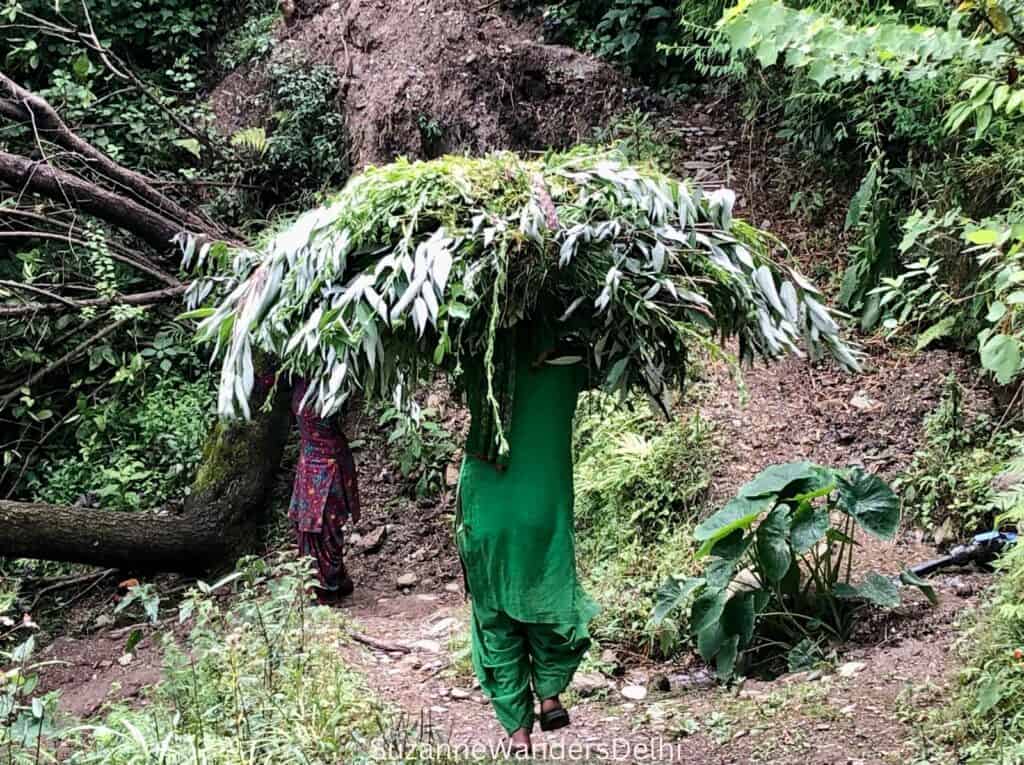 Women carrying a huge bunch of leaves and branches on her head walking up the cow paths