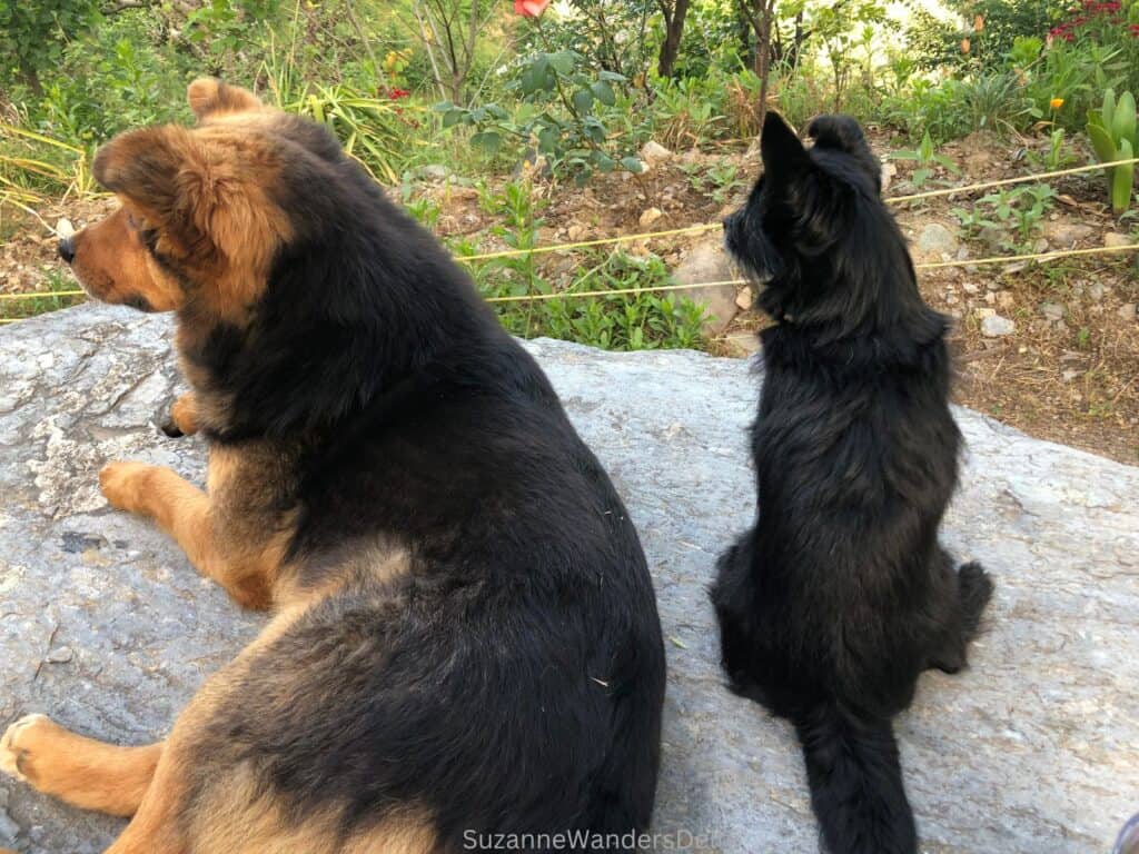 Small black dog and larger mixed breed dog sitting on a rock and staring at something 