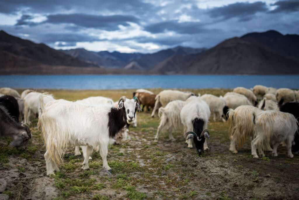 A herd of white and black Changthangi goats grazing with lake and mountains behind them