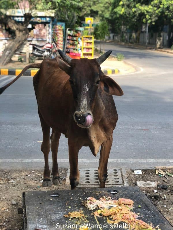 a cow on the streets of Delhi stopped to eat, one of the thrilling things for kids to see