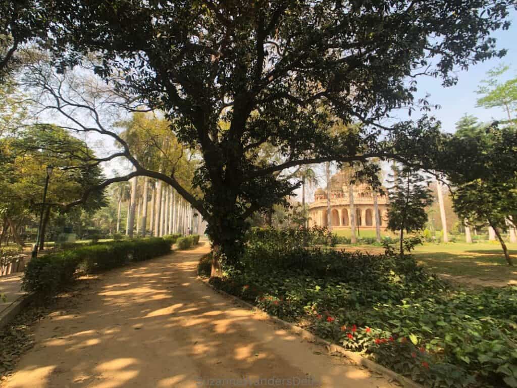 unpaved walkway surrouneded by trees 