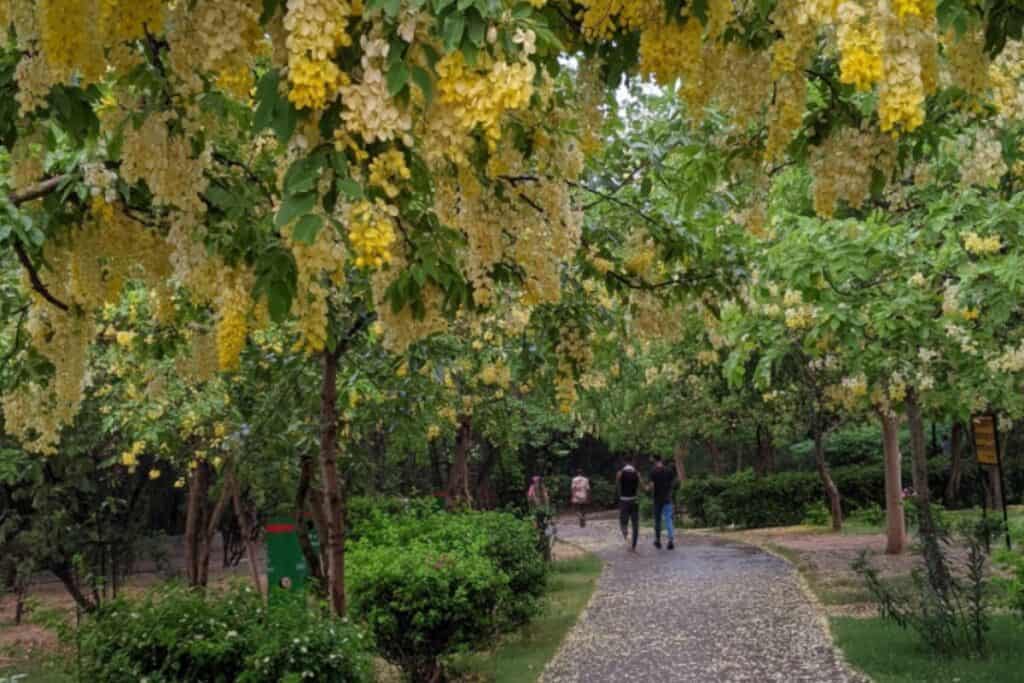 walking path through forest with flowering trees in Jahanpanah City Forest, Delhi