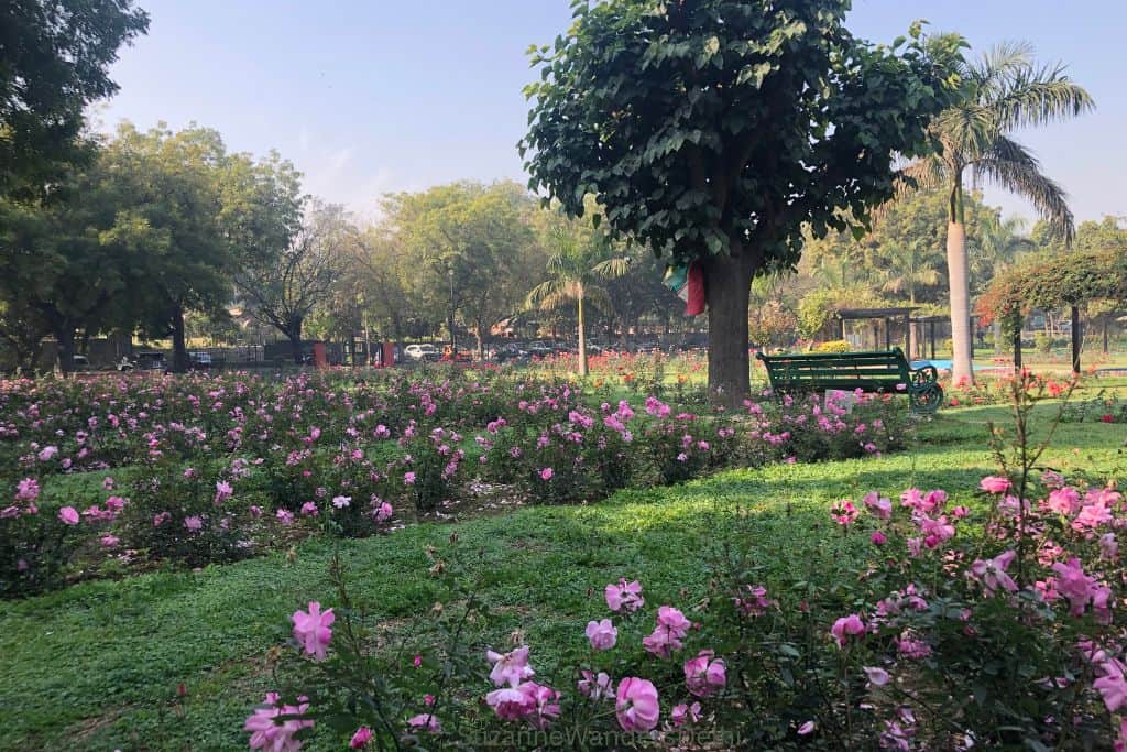 Pink roses in bloom with grassy lawns and trees in Delhi's National Rose Garden