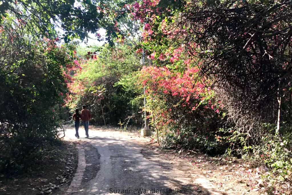 walking path through forest in Delhi